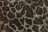 Polished Linella Avis Stromatolite Slab - Million Years #208080-1